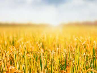 �¶��� ������ ����