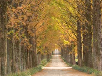 �¶��� ������ ����