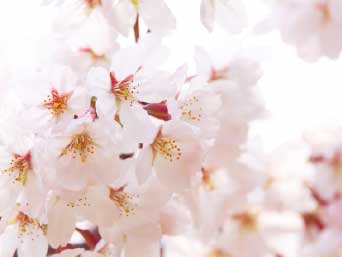 �¶��� ������ ����